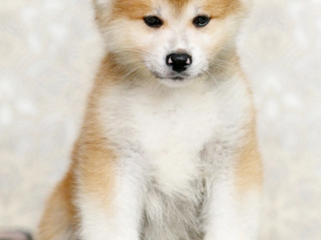Perros Akita Inu en venta