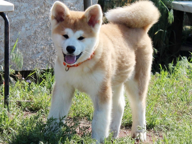 Perros Akita Inu en venta