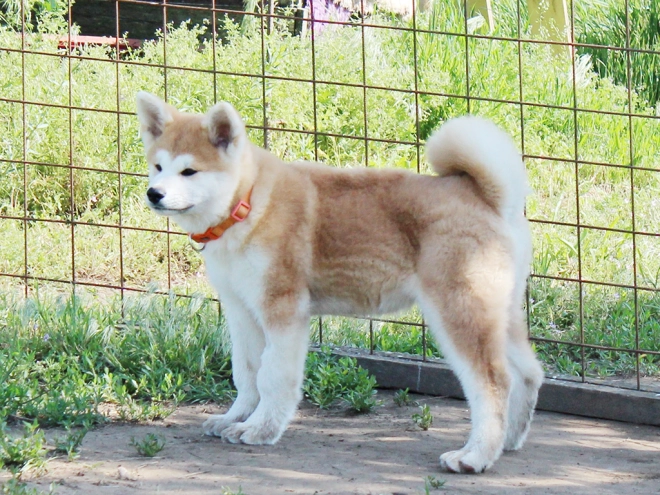Perros Akita Inu en venta