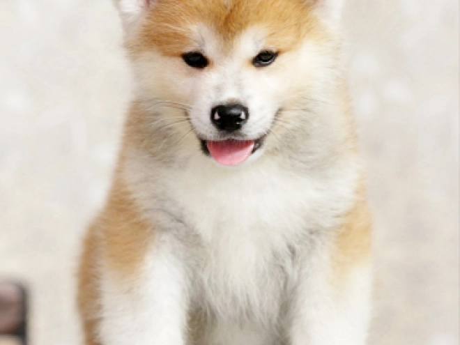 Perros Akita Inu en venta