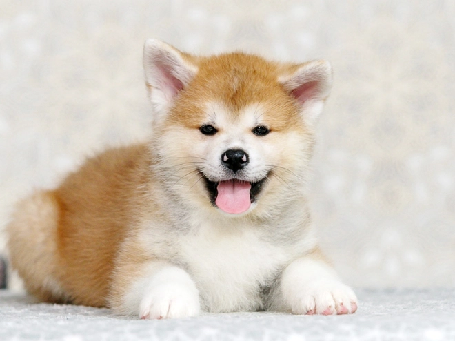 Perros Akita Inu en venta