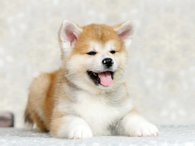 Perros Akita Inu en venta