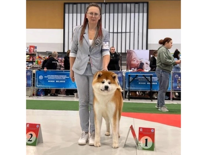 Perros Akita Inu en venta