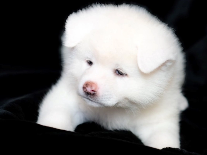 Akita Inu puppy for sale
