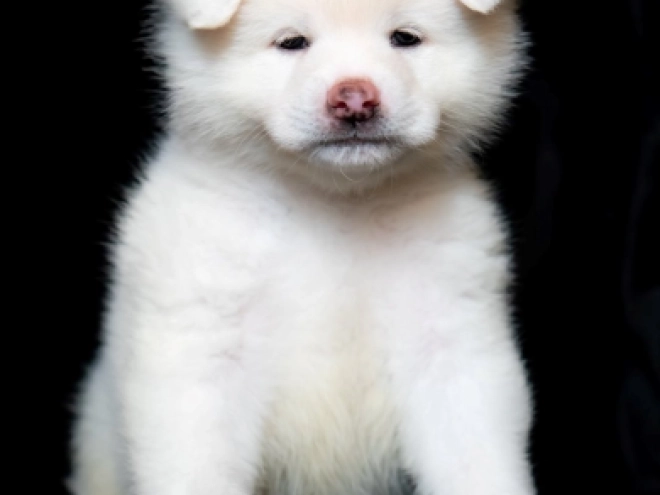 Akita Inu puppy for sale