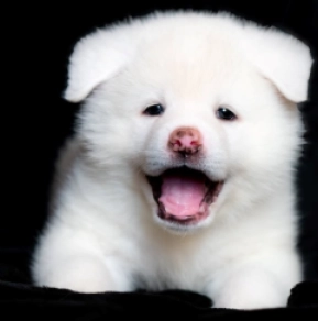 Perros Akita Inu en venta