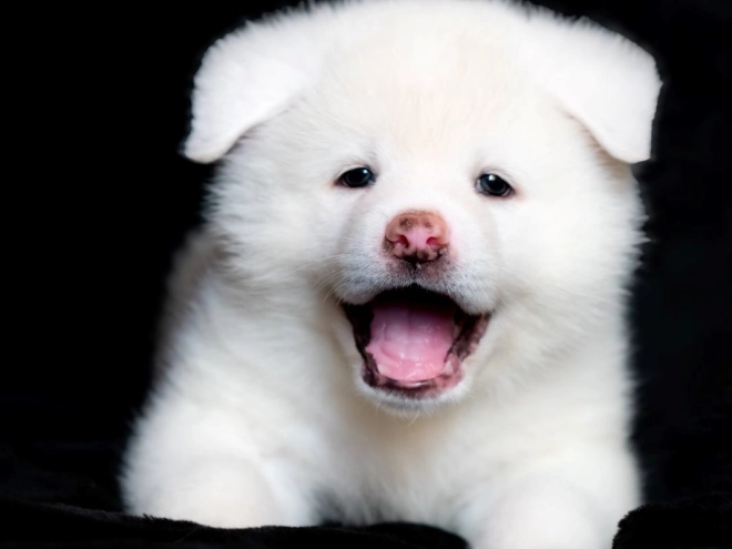 Akita Inu puppy for sale
