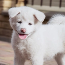 Perros Akita Inu en venta