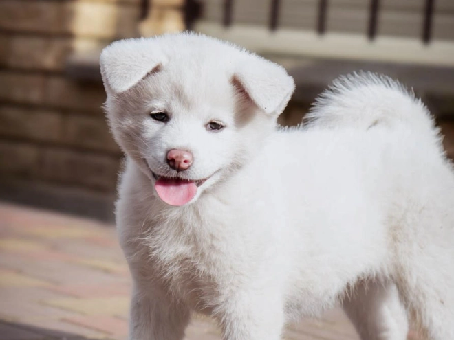 Akita Inu puppy for sale