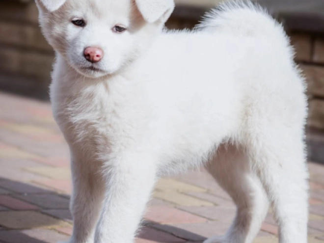 Akita Inu puppy for sale