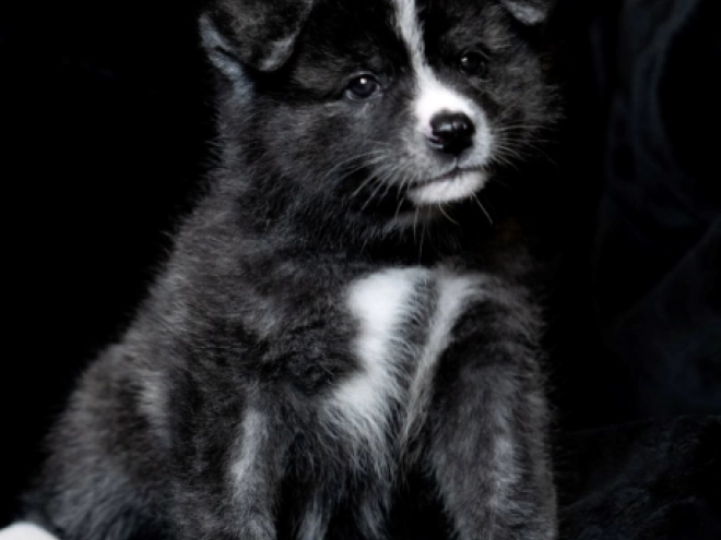 Akita Inu puppy for sale