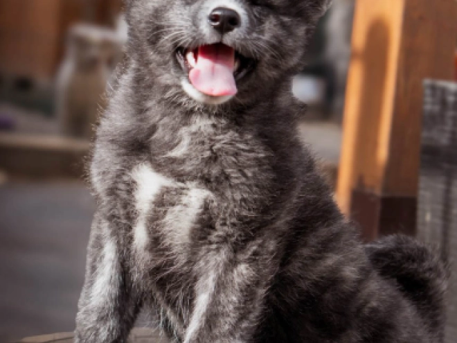 Akita Inu puppy for sale