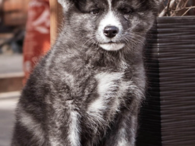 Akita Inu puppy for sale