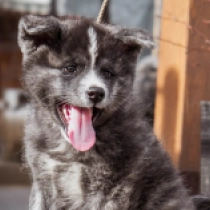 Akita Inu puppy for sale