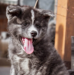 Akita Inu Welpe zu verkaufen
