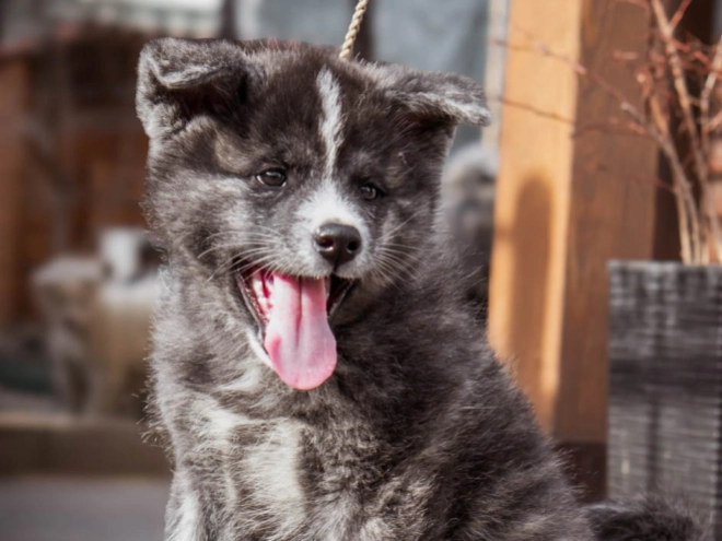 Akita Inu puppy for sale