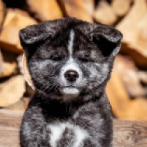 Perros Akita Inu en venta