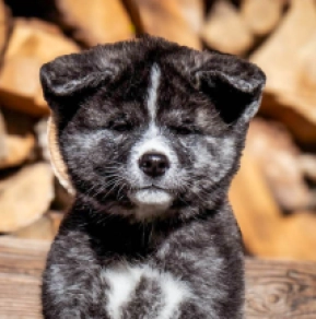 Akita Inu puppy for sale