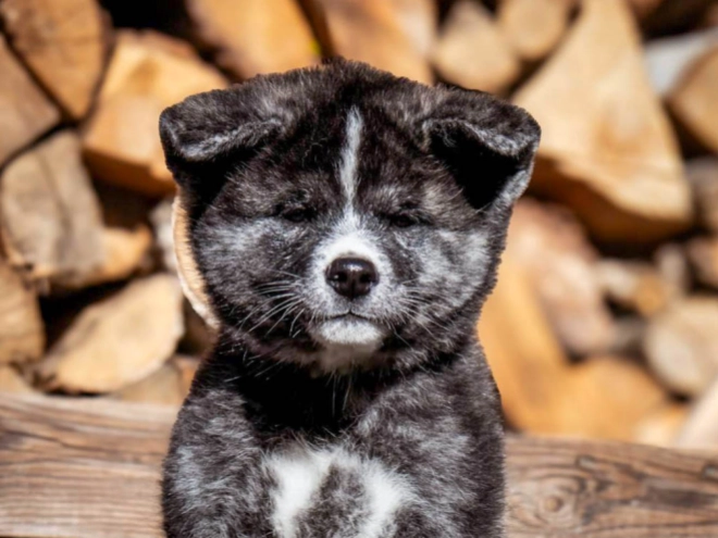Perros Akita Inu en venta