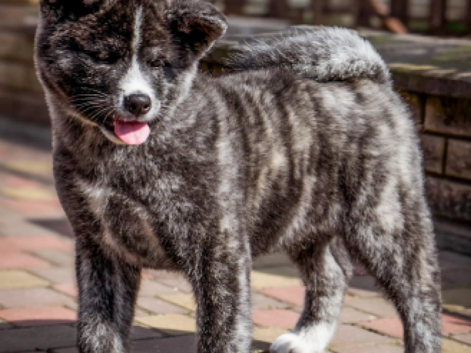 Perros Akita Inu en venta