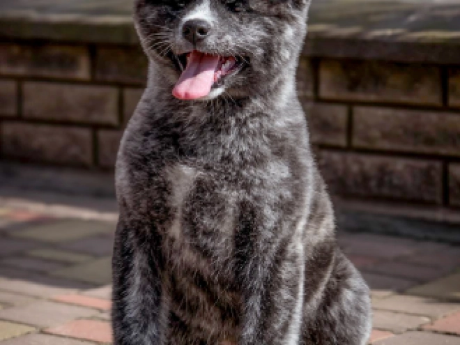 Perros Akita Inu en venta