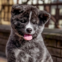 Perros Akita Inu en venta