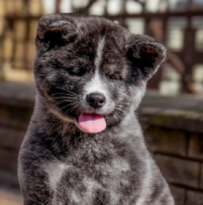 Akita Inu puppy for sale