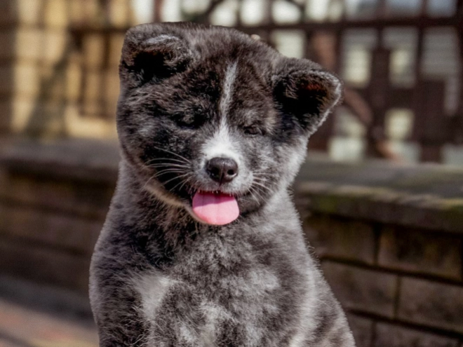 Perros Akita Inu en venta