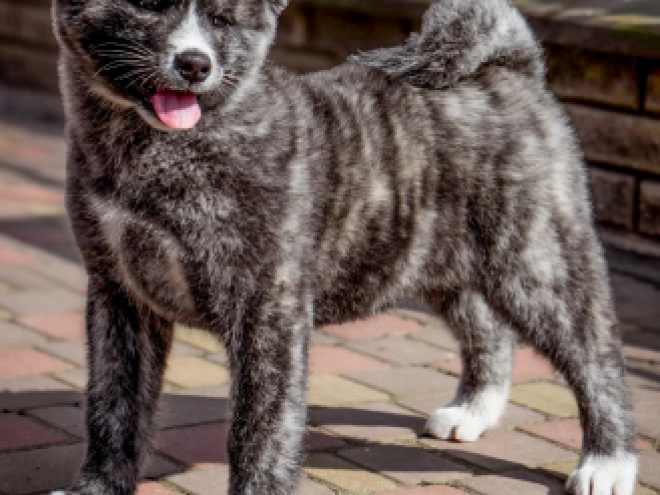 Perros Akita Inu en venta