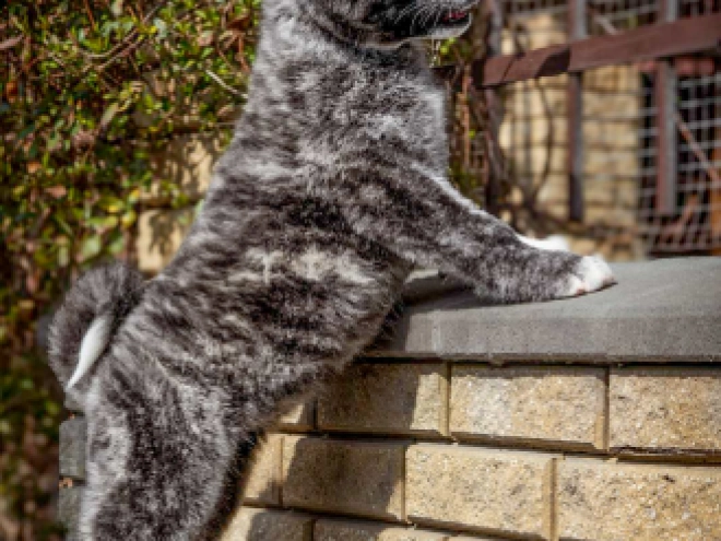 Perros Akita Inu en venta
