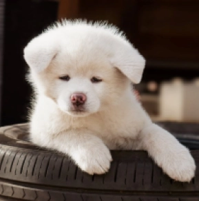 Akita Inu Welpe zu verkaufen