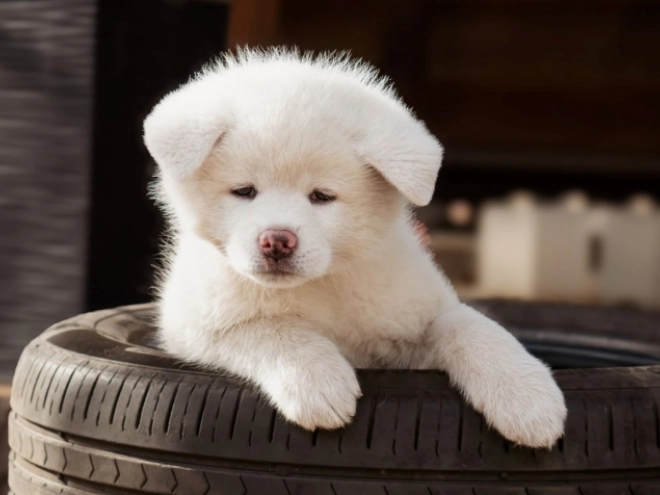 Akita Inu puppy for sale