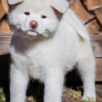 Perros Akita Inu en venta