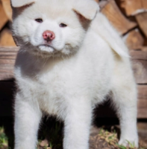 Akita Inu puppy for sale
