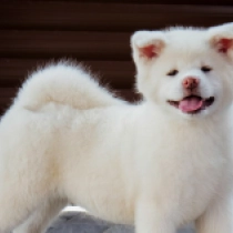 Perros Akita Inu en venta