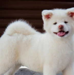 Akita Inu puppy for sale