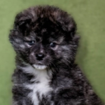 Perros Akita Inu en venta