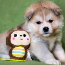 Perros Akita Inu en venta