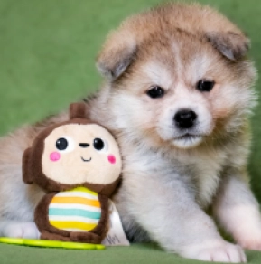 Akita Inu puppy for sale