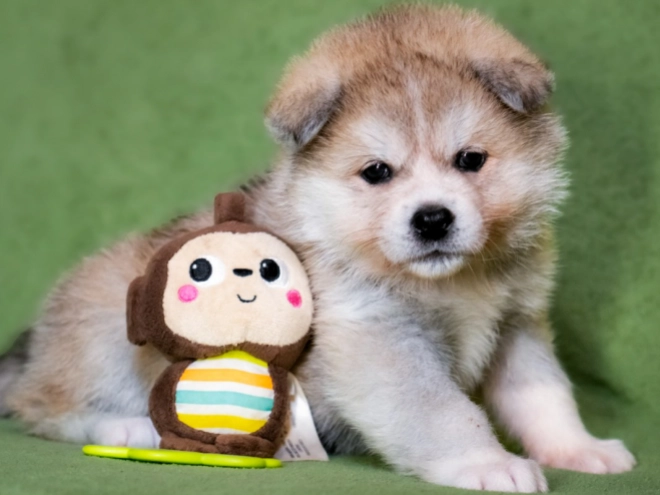 Akita Inu puppy for sale