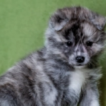 Perros Akita Inu en venta