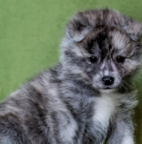 Akita Inu puppy for sale