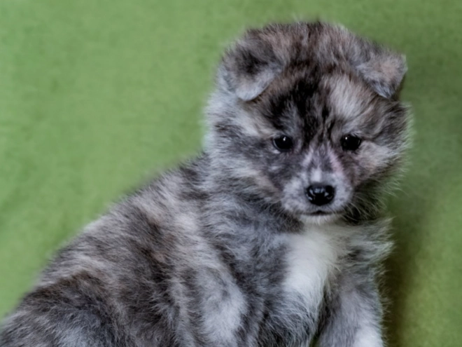 Akita Inu puppy for sale