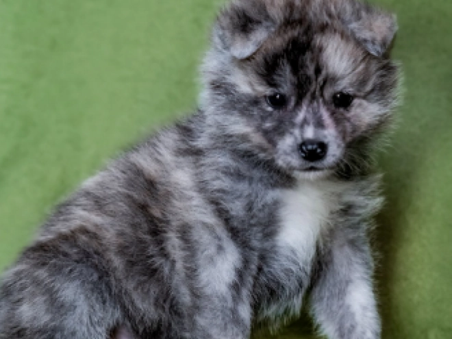 Akita Inu puppy for sale