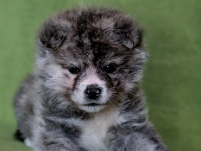 Akita Inu puppy for sale