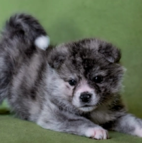 Akita Inu puppy for sale