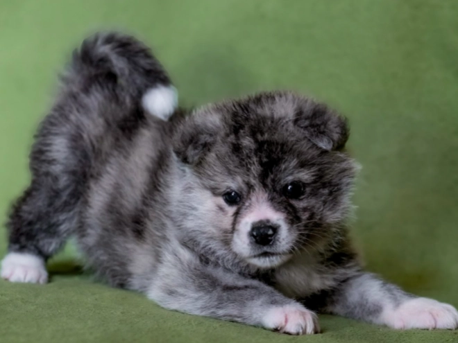 Akita Inu puppy for sale