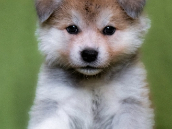 Akita Inu puppy for sale
