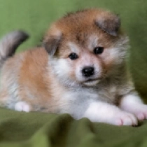Perros Akita Inu en venta