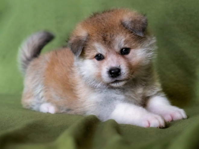 Akita Inu puppy for sale